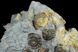 Ammonite (Promicroceras) Fossil Cluster - Marston Magna Marble #129305-1